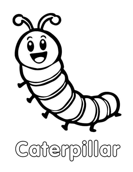 Insects