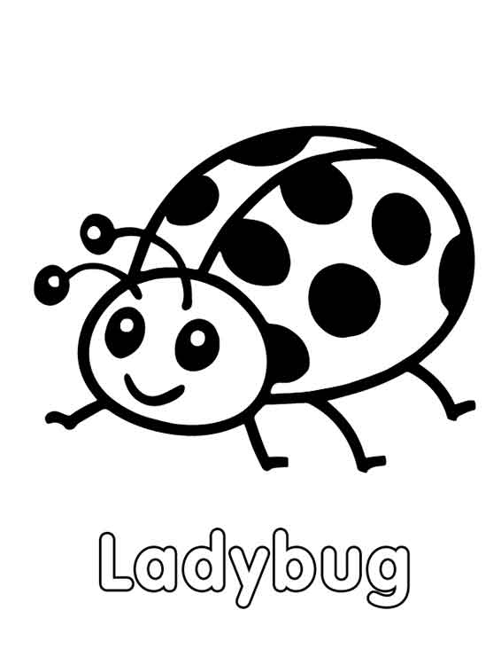 Insects